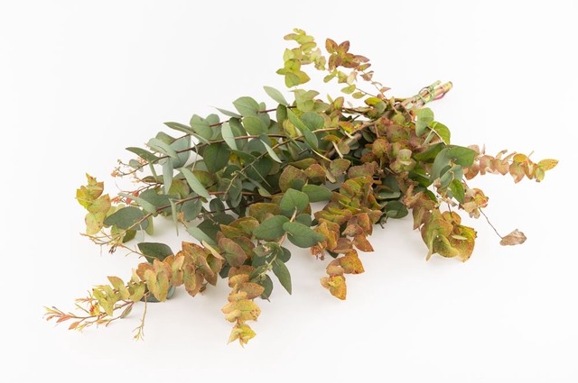 Eucalyptus Autonno