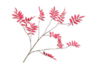Leaf Spray / Silkeblomster