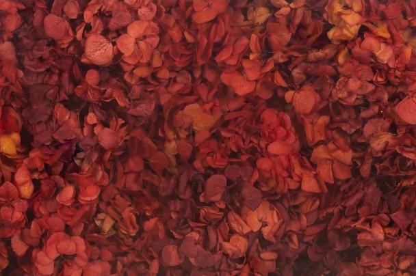 Hortensia Præserveret kasse Isblå