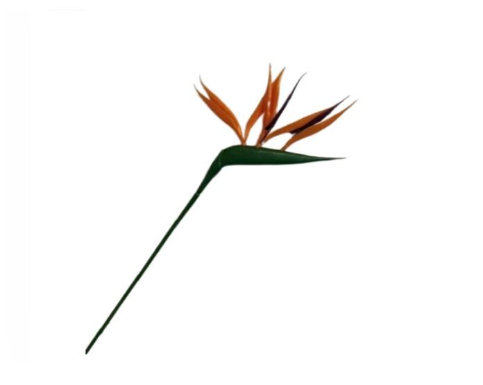 Strelitzia Stem , Grøn/Orange / Silkeblomst