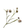 Fritillaria Spray Green 64cm / Silkeblomster