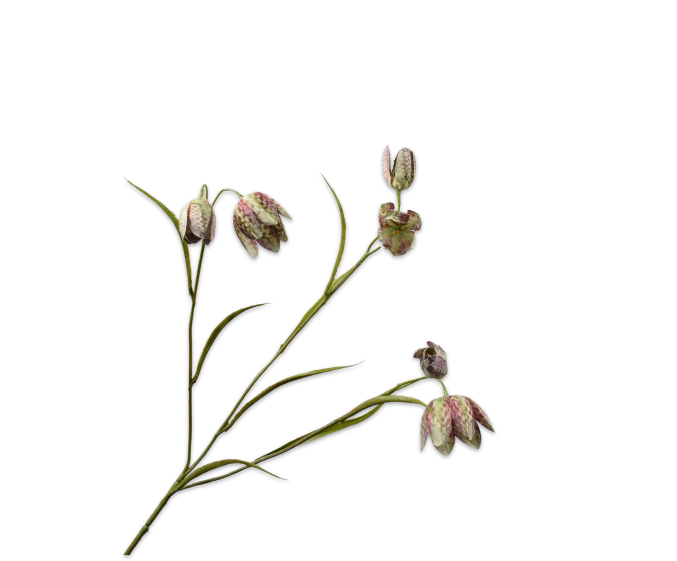 Fritillaria Spray Green 64cm / Silkeblomster