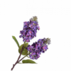 Syren Lilla / Silkeblomst