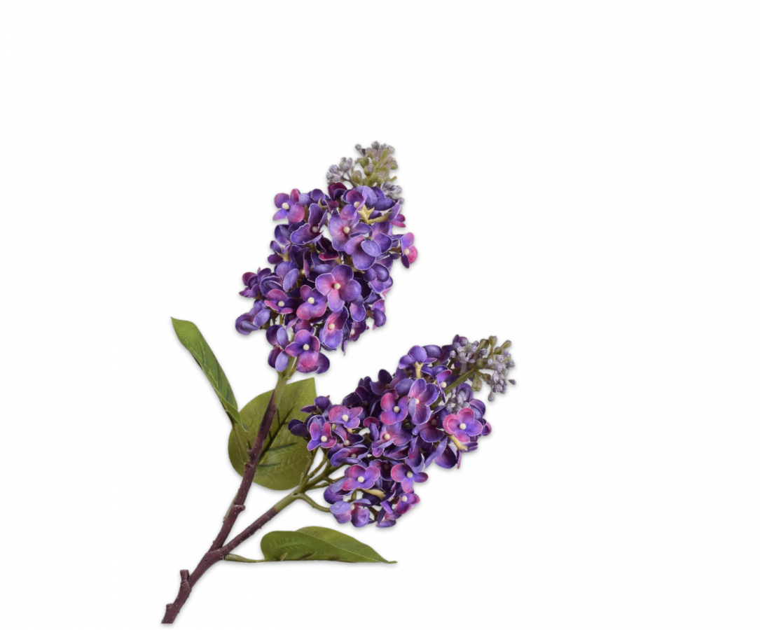 Syren Lilla / Silkeblomst