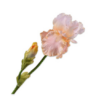 Iris Spray, Fersken 76cm / Silkeblomster