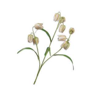 Peony spray