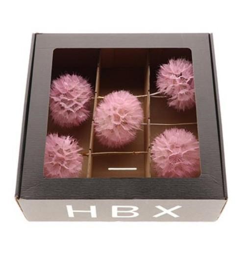 Stem Dandelion 5 stk