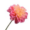 Dahlia Spray, Pink/Gul 68 cm / Silkeblomst