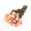 Helichrysum Tørret