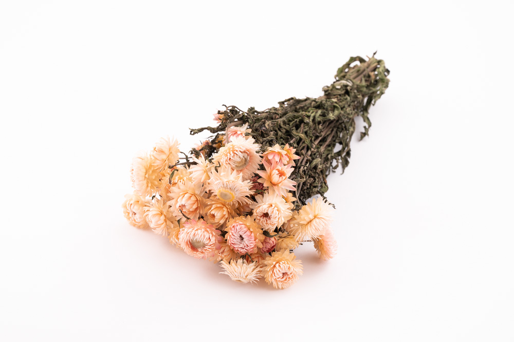 Helichrysum Tørret