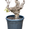 Vitis Vinifera Grape, pots 60X90cm