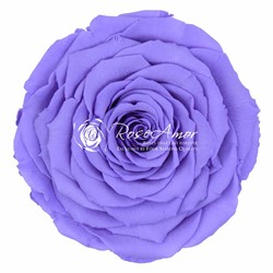 Rose XXL Præserveret