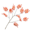 Leaf Spray / Silkeblomster