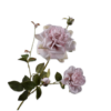 Rose Spray, Lyserød/Creme 102cm / Silkeblomster