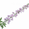 Delphinium Stem / Silkeblomst