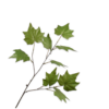 Grapes Leaf, Grøn 94cm / Silkblomster