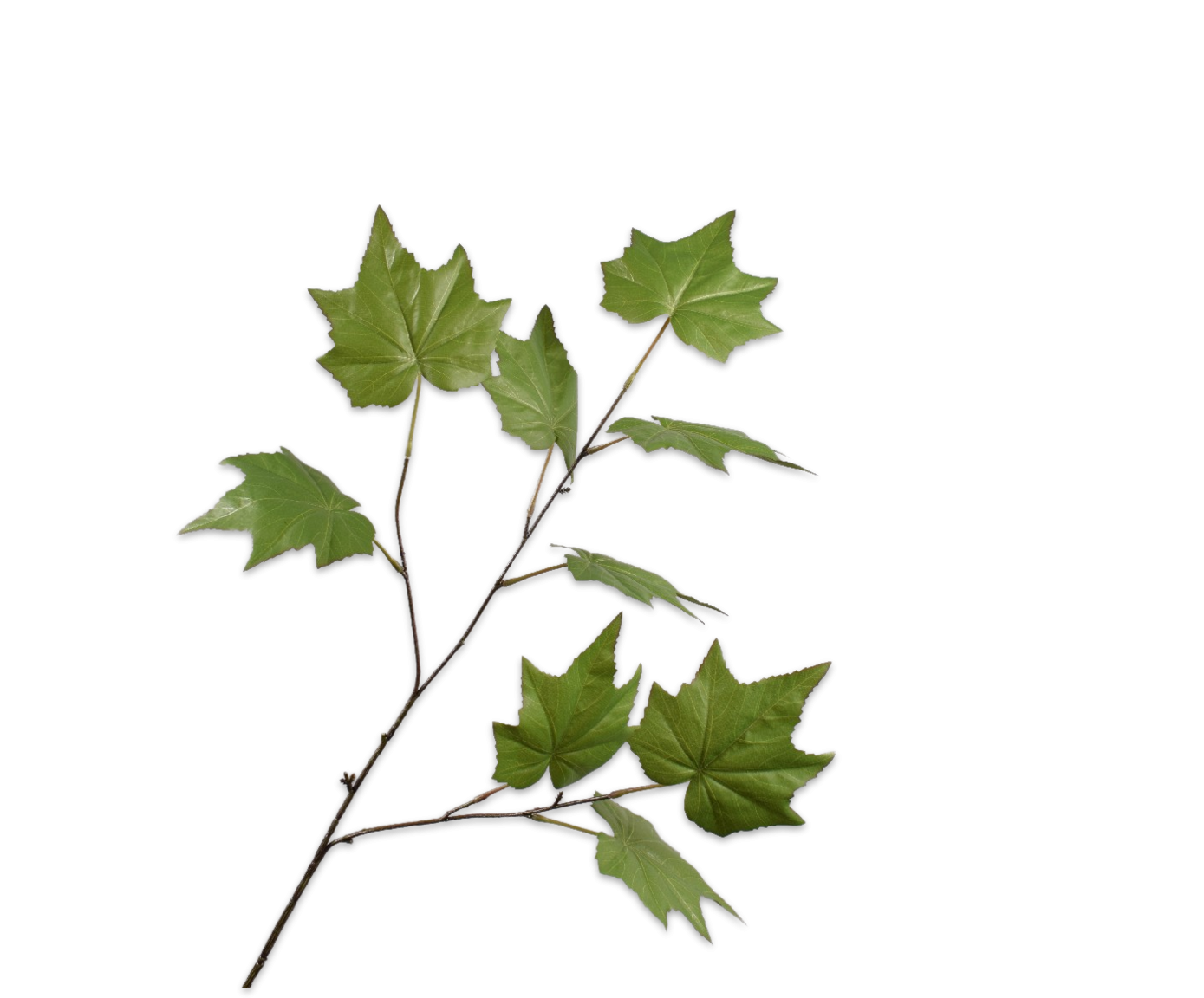 Grapes Leaf, Grøn 94cm / Silkblomster