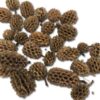 Kogle Casurina