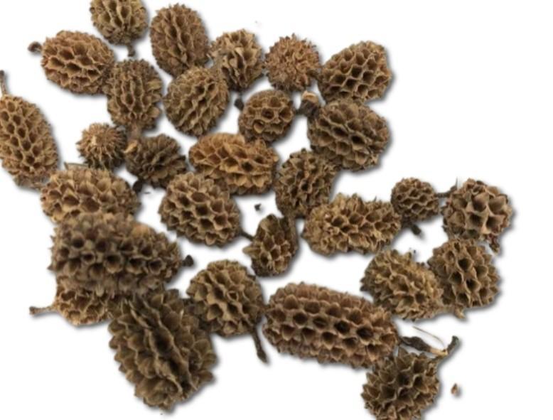 Kogle Casurina