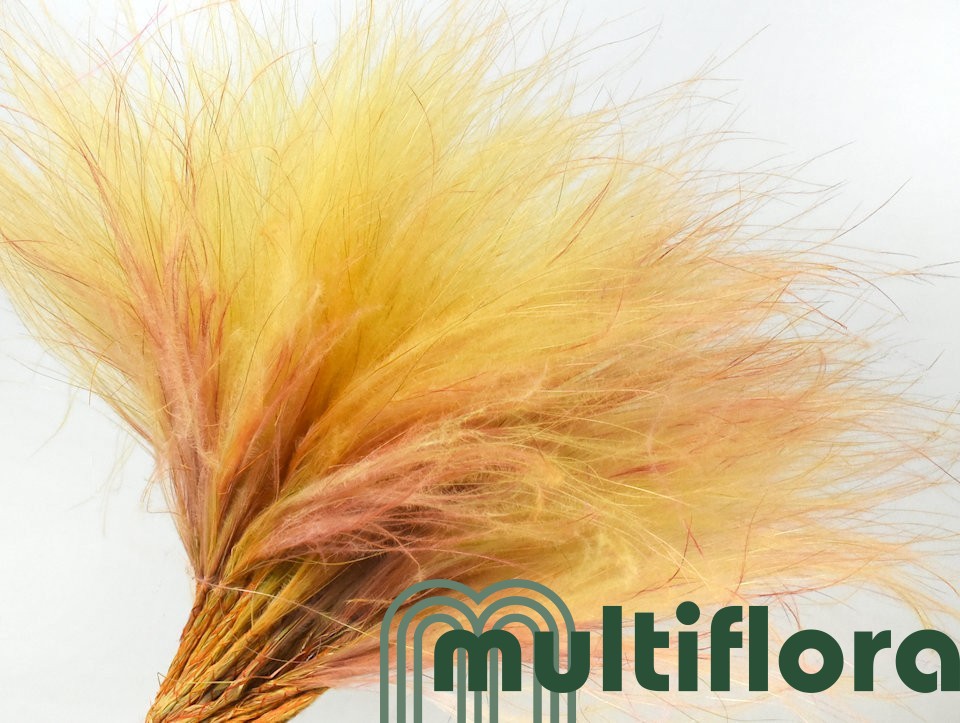 Stipa Tørret gul