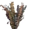 Eucalyptus Stuartiana Præserveret
