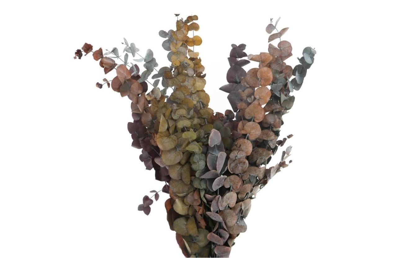 Eucalyptus Stuartiana Præserveret