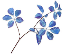Bregne Blå / Silkeblomst