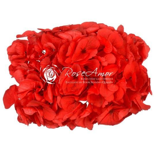 Hortensia Præserveret XL Red01 / Ø20-25