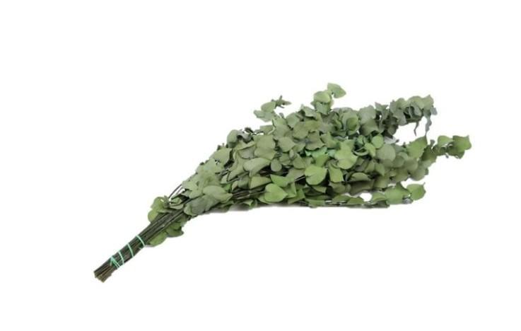 Eucalyptus Stuartiana Præserveret