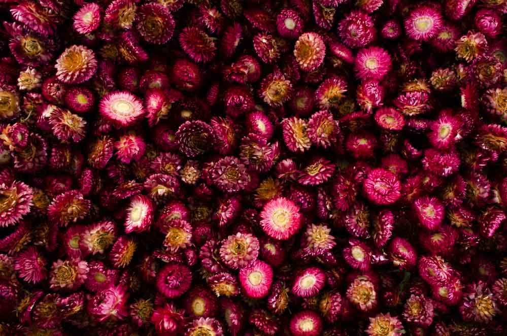 Helichrysum hoveder Tørret