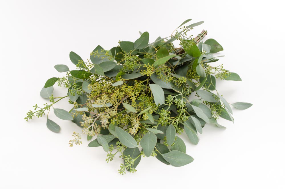 Eucalyptus Popolus m. bær