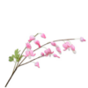 Løjtnantshjerte / Silkeblomst