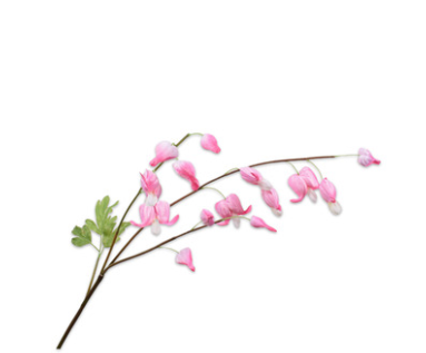 Løjtnantshjerte / Silkeblomst