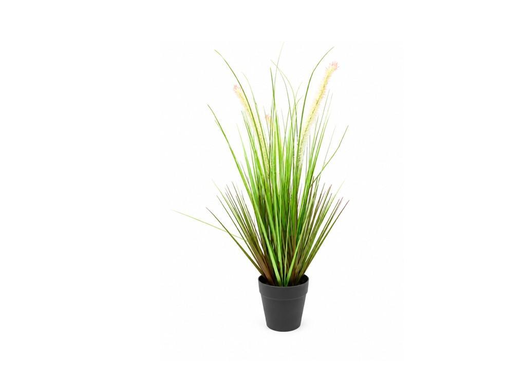 Alopercurus Græs 53cm