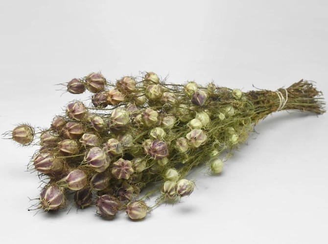 Nigella Tørret