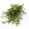 Pittosporum