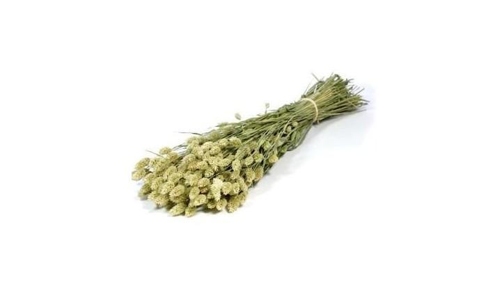 Phalaris Tørret