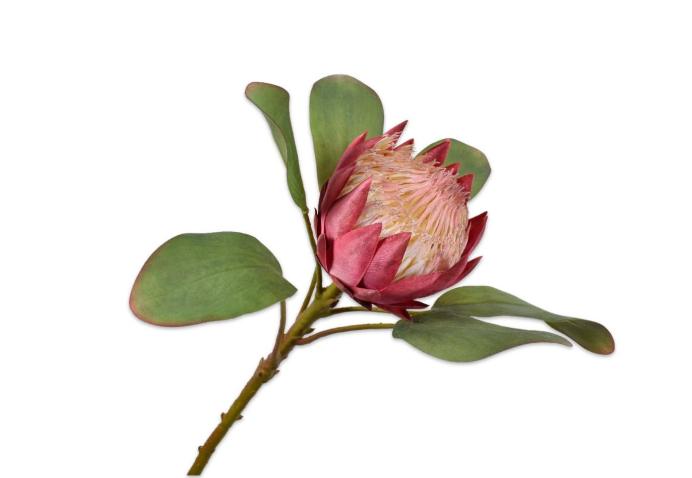 Protea Stem, Pink 65 cm / Silkeblomst