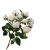 Rose Spray Cream RT 78cm