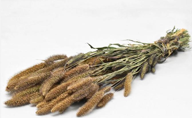 Setaria Natur Tørret