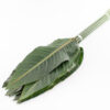 Blad Strelitzia Green