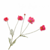 Cosmos Spray /Silkeblomst