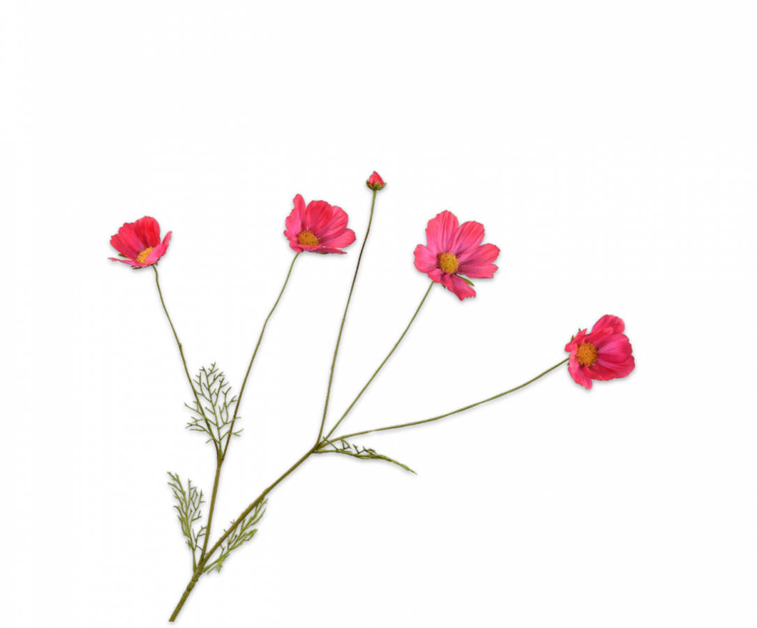 Cosmos Spray /Silkeblomst