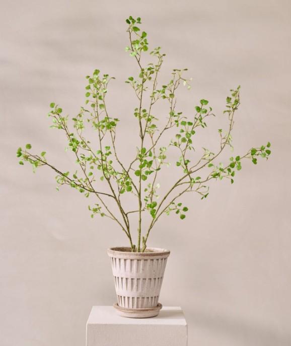 Queen an lace spray pink 82 cm.