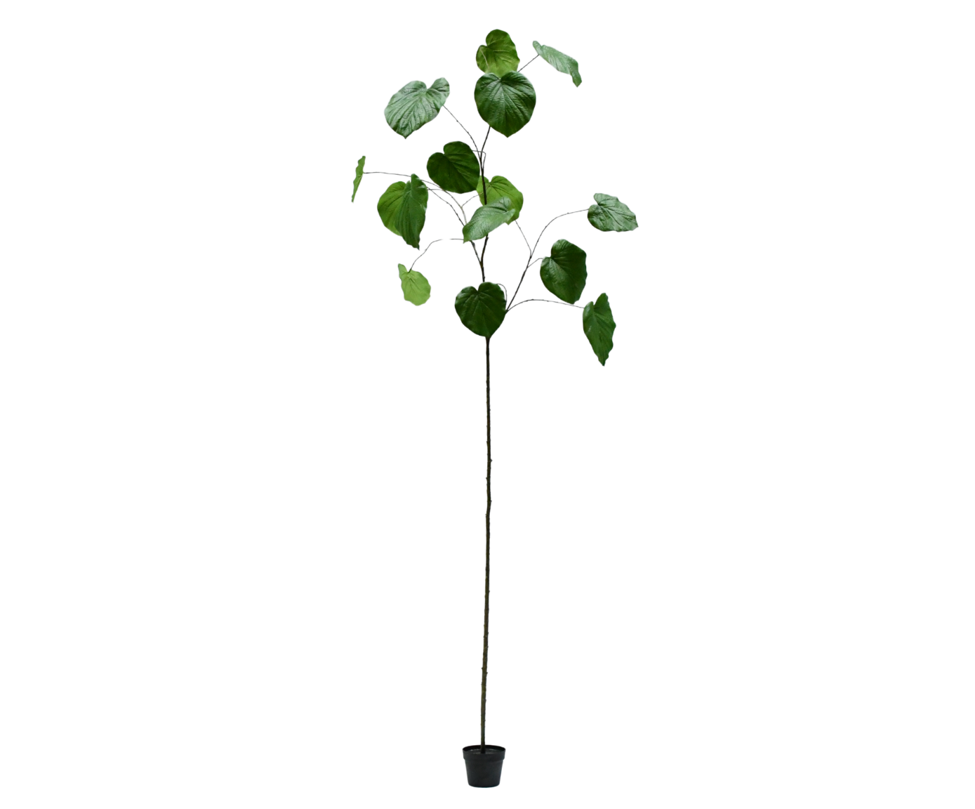 Ficus i Potte 290cm