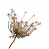 Ornithogalum Grøn/Lyserød / Silkeblomst