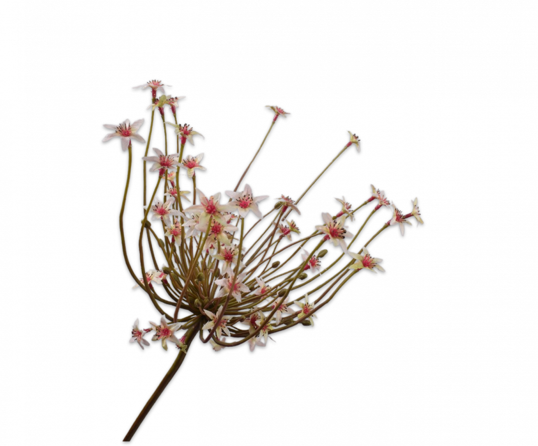 Ornithogalum Grøn/Lyserød / Silkeblomst