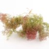 Cotinus Sea Moss Tørret