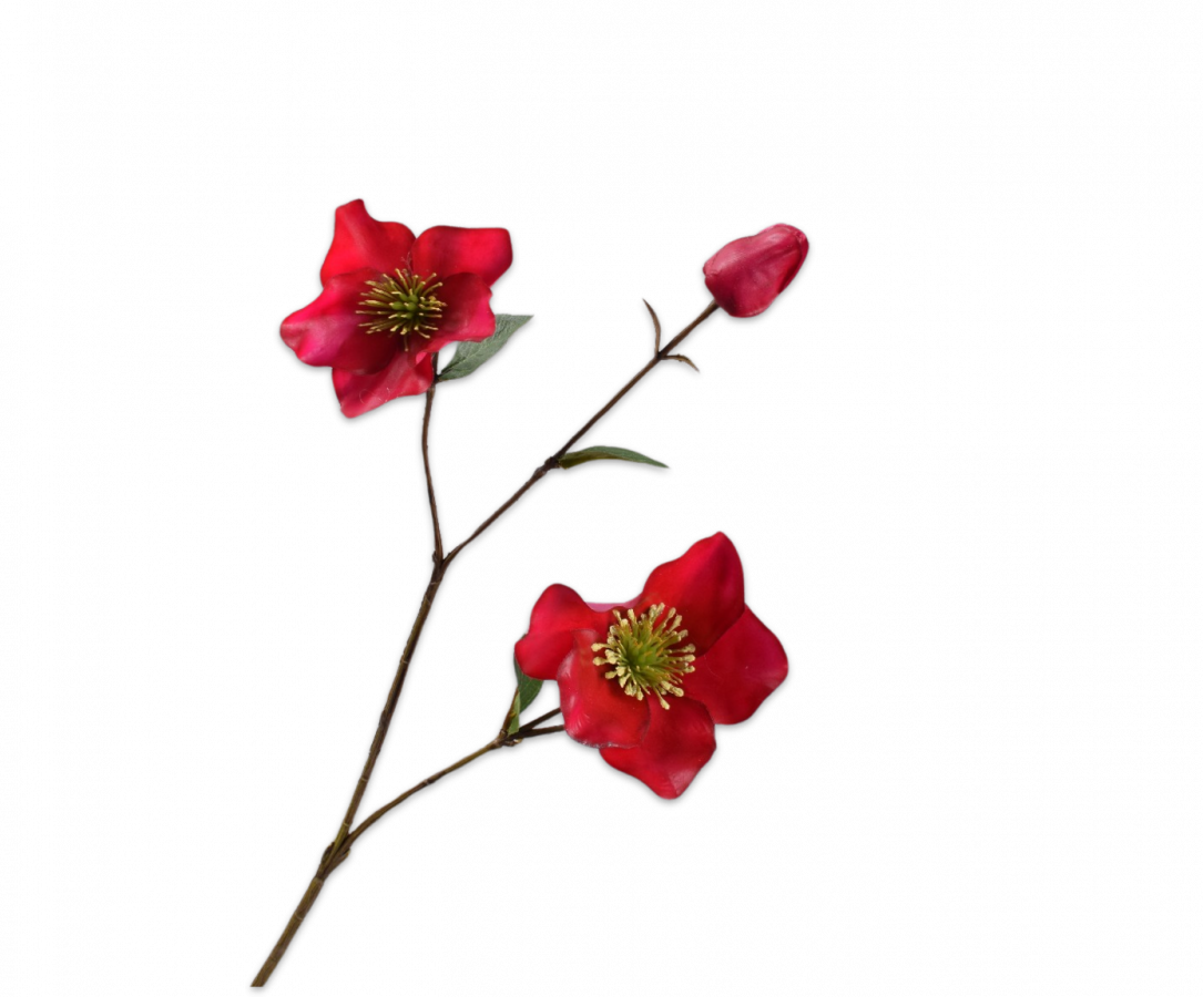 Helleborus / Silkeblomst