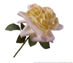 Rose Stem, Lyserød/Gul 65cm / Silkeblomster